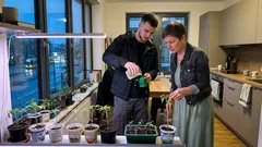 Tomaten und Paprika vorziehen: So werden Jungpflanzen kompakt – und woran es wirklich liegt