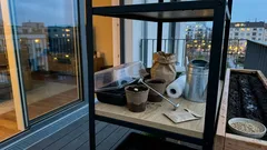 Gurken im Frühjahr: Vorziehen oder Direktsaat – worauf es wirklich ankommt